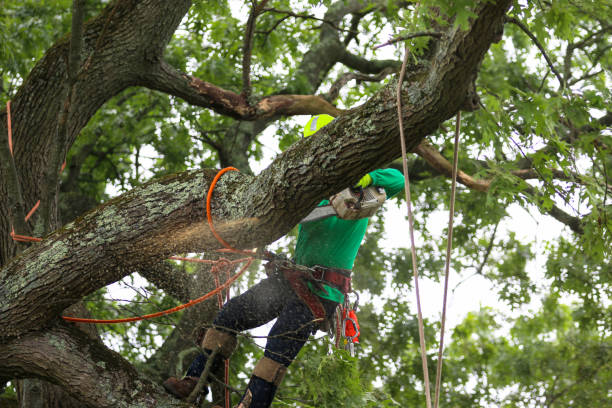 Reliable Whitwell, TN Tree Care Solutions