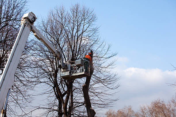 How Our Tree Care Process Works  in  Whitwell, TN